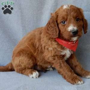 Leo (medium), Goldendoodle Puppy